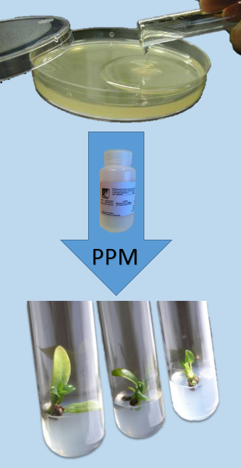 Plant Preservative Mixture (PPM) - Gentaur France - Molecular Products