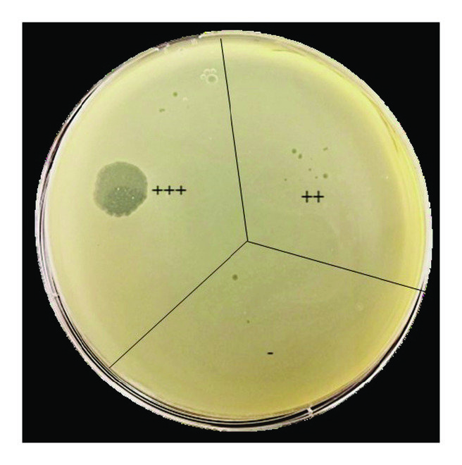 Representative NZCYM agar plate showing the three categories of phage spots: clear (+++), turbid (++), and no reaction (—), on the lawn of host E. coli O157:H7