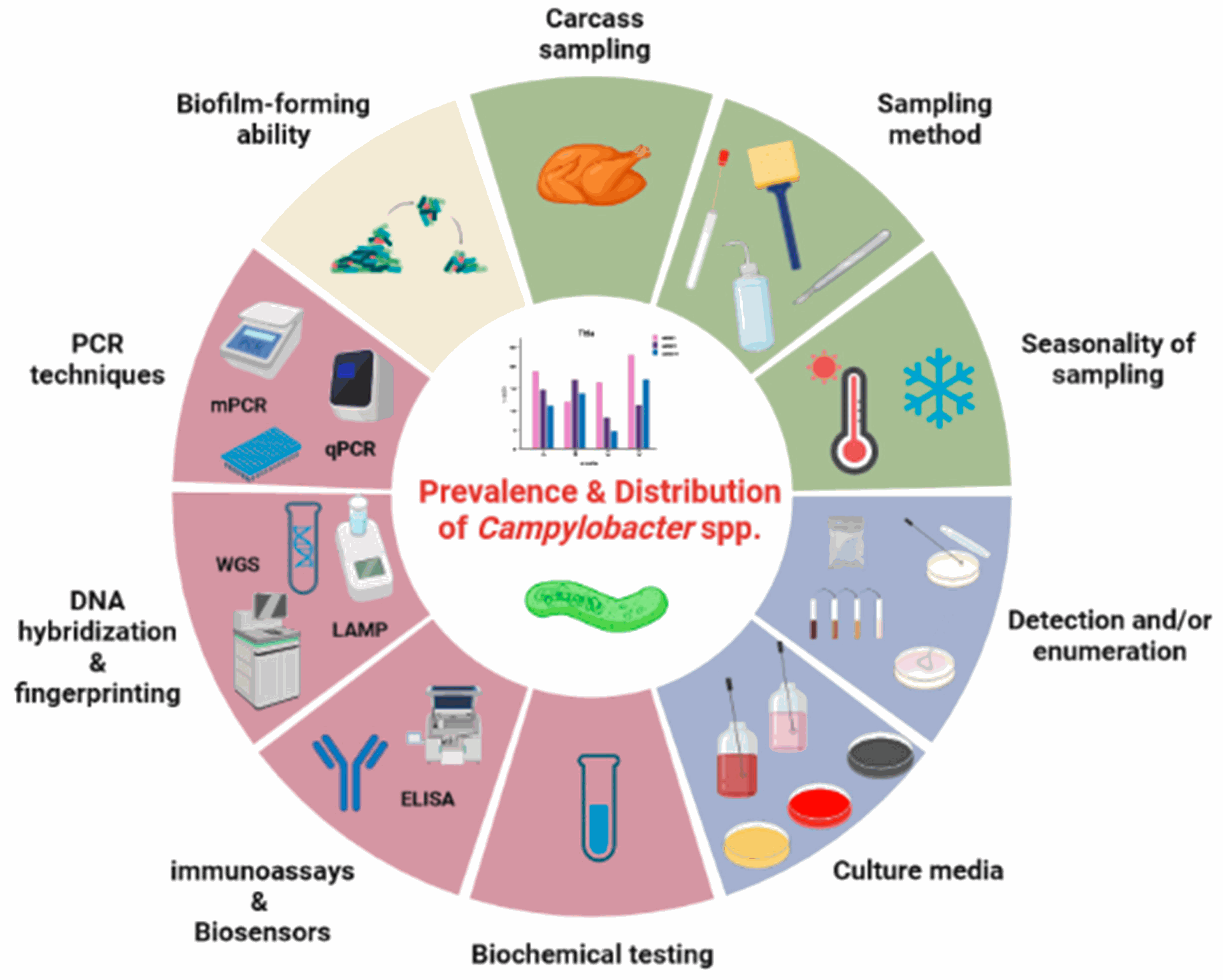Factors affecting the prevalence and distribution of Campylobacter spp. in poultry meat. Factors that are related to each other are grouped together under the same color. As a result, distinct groups of factors referring to sampling (light green), isolation procedure (light blue), confirmation and/or identification (light purple), and biofilm production (light brown) for Campylobacter species are presented. Created with BioRender.com.
