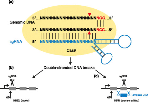 CRISPR-Cas9 mechanism