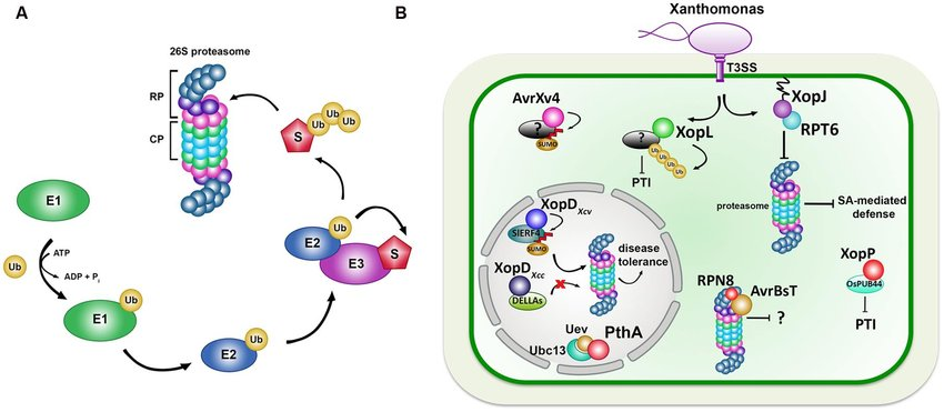 A) The ubiquitin–proteasome system (UPS) and its role during plant-pathogen interactions B) Xanthomonas Type III effectors targeting ubiquitin and ubiquitin-like pathways