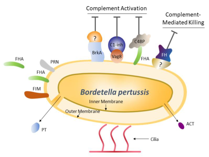 Immunological responses to Bordetella pertussis infection.