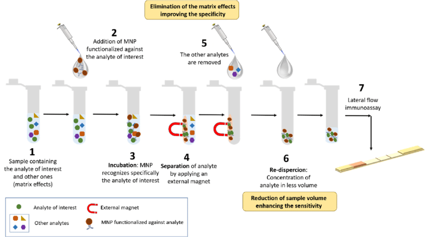 Immunomagnetic separation (IMS) procedure