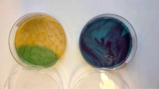 On the right, a lactose (-) strain that has the particularity of producing a red pigment (bacterium: Serratia marcescens), which is most often lactose (+)! On the left, a lactose (+) strain (bacterium: Escherichia coli), with an area that has turned green again, probably due to the re-alkalization of the medium following the exhaustion of lactose at this location (utilization of peptones)