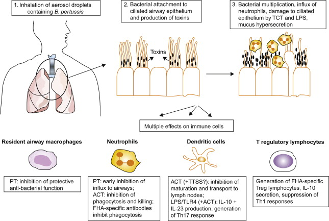 Bordetella Pertussis - an overview