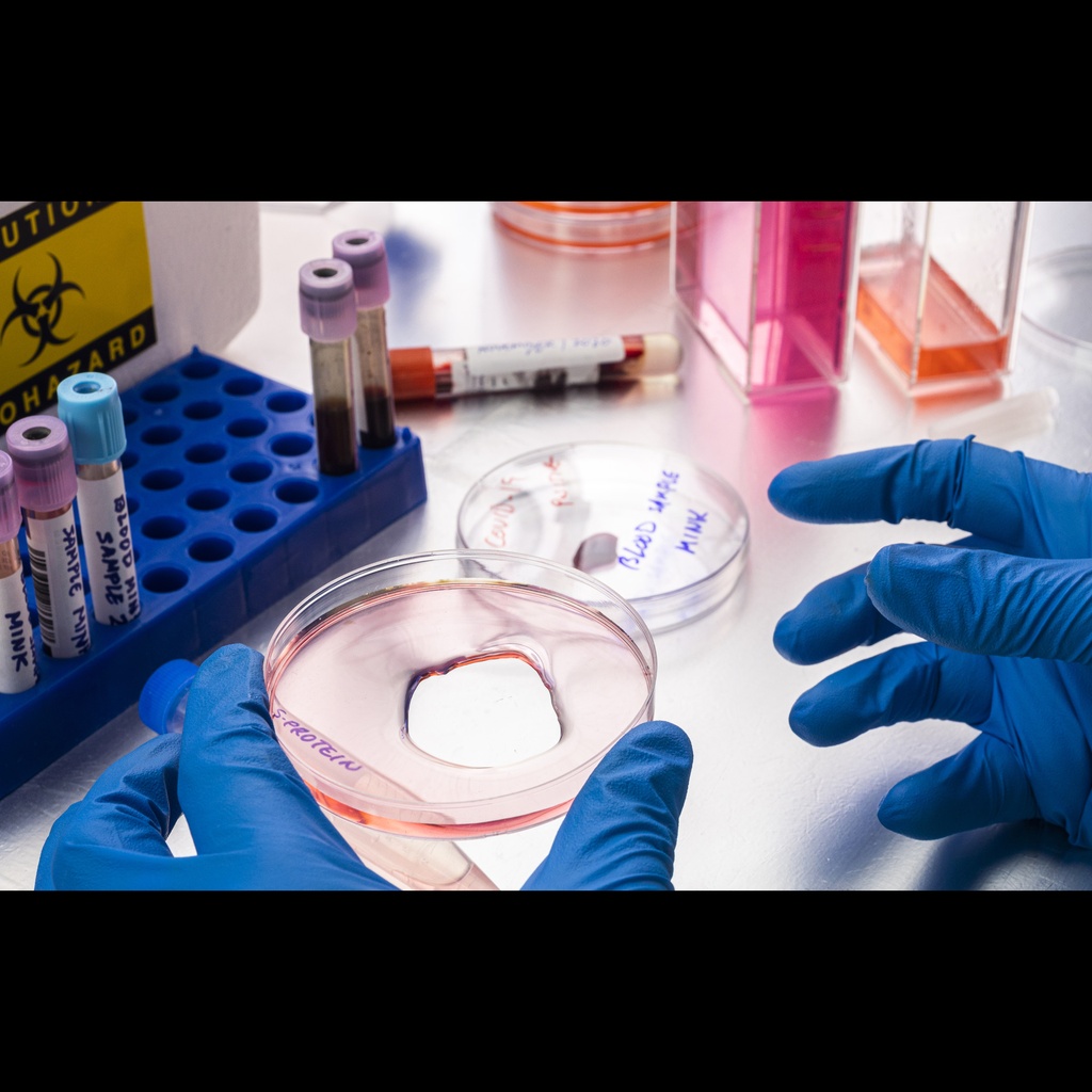 E. Coli Recombinant Mouse Uncharacterized protein C1orf54 homolog   100 ug