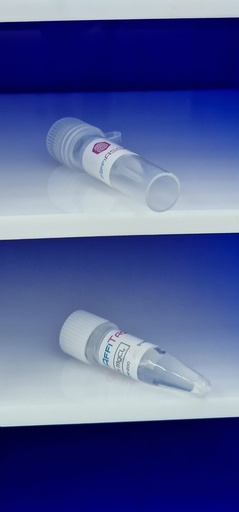 [0197-STA-078] Rabbit Anti Carbamyl Lysine ''CBL'' Polyclonal Antibody solution, 50 ug